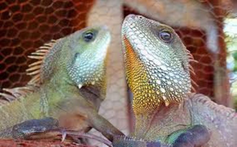 Nông dân phát tài nhờ nuôi con trong sách Đỏ Việt Nam, thu lãi tiền tỷ lại bảo tồn động vật quý- Ảnh 2. Nông dân phát tài nhờ nuôi con trong sách Đỏ Việt Nam, thu lãi tiền tỷ lại bảo tồn động vật quý- Ảnh 2.