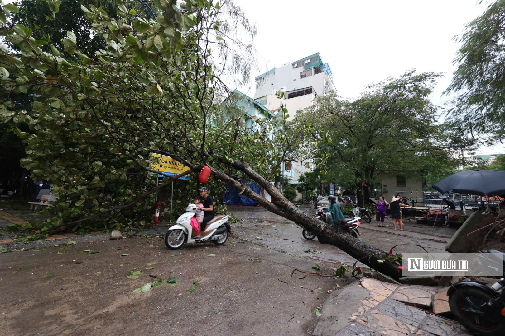 Siêu bão Yagi: Hàng loạt cây ở Hà Nội bật gốc, nhiều tuyến phố ùn tắc kéo dài- Ảnh 7.