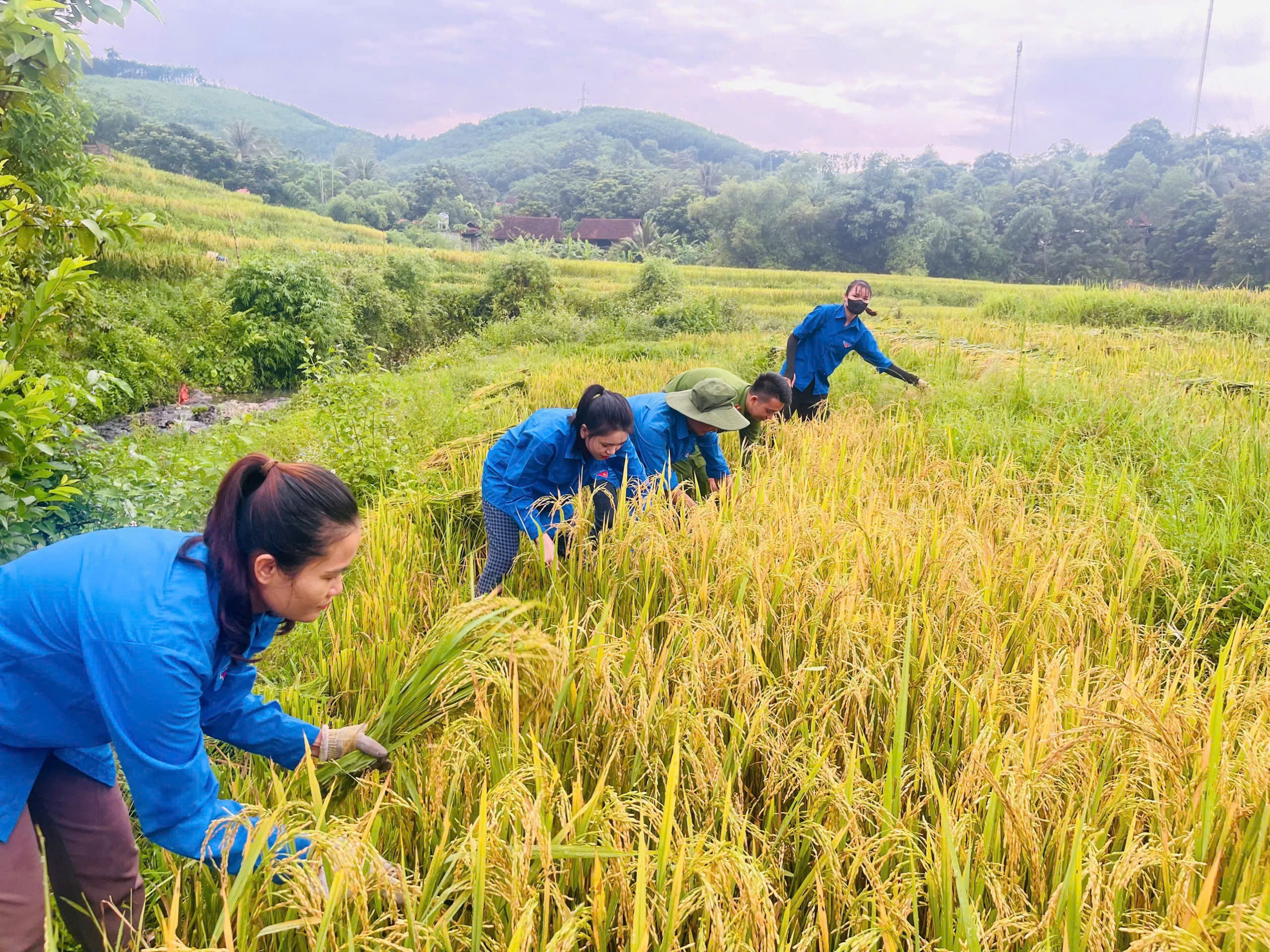 Hình ảnh đẹp: Chiến sĩ công an, đoàn thanh niên xuống đồng gặt lúa giúp dân “chạy” bão- Ảnh 5.