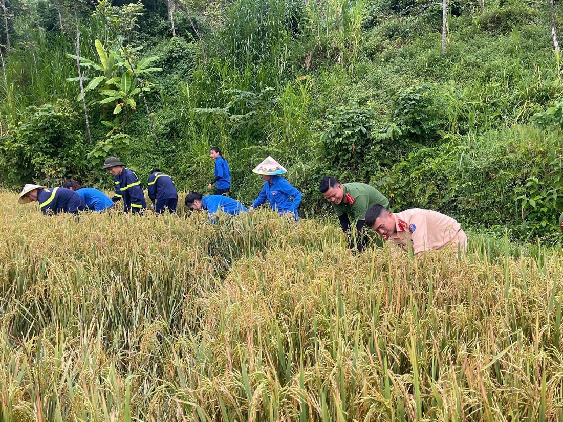 Hình ảnh đẹp: Chiến sĩ công an, đoàn thanh niên xuống đồng gặt lúa giúp dân “chạy” bão- Ảnh 4.