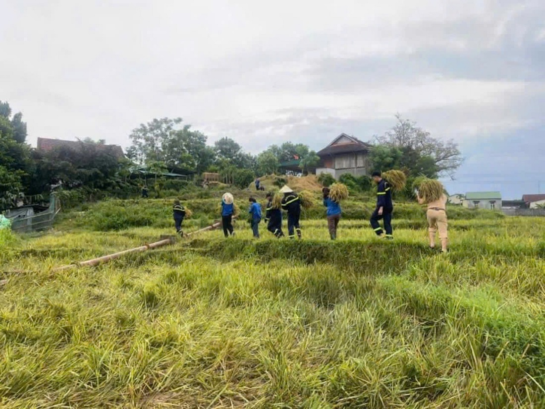 Hình ảnh đẹp: Chiến sĩ công an, đoàn thanh niên xuống đồng gặt lúa giúp dân “chạy” bão- Ảnh 7.