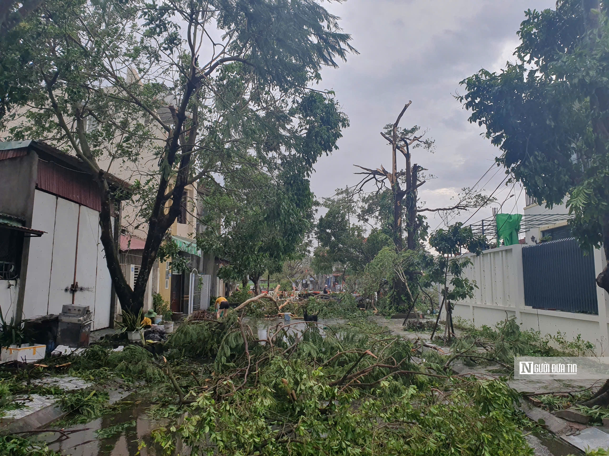 Hải Phòng và Quảng Ninh tan hoang sau bão- Ảnh 5.