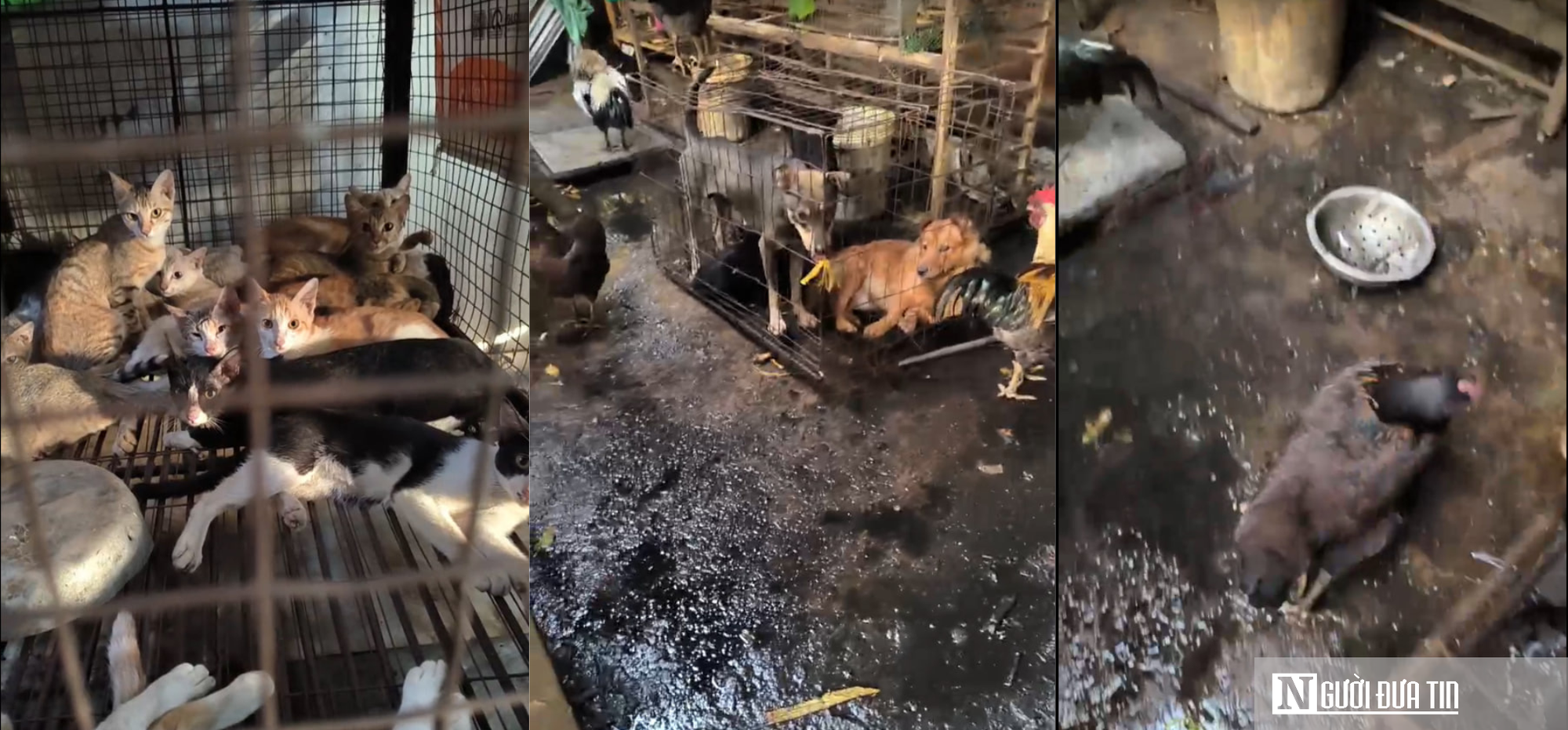 Biến tướng lừa đảo từ các dịch vụ tìm thú cưng trên mạng- Ảnh 1.