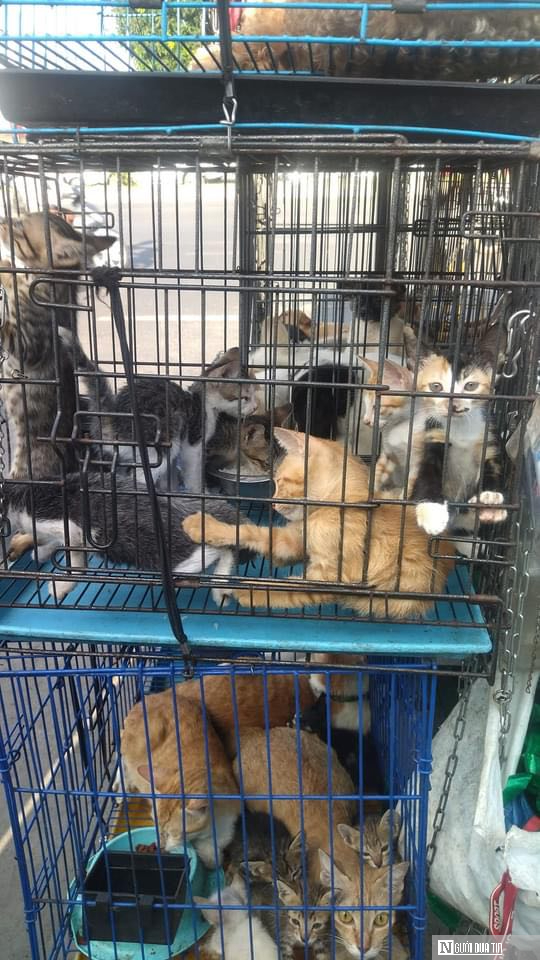 Biến tướng lừa đảo từ các dịch vụ tìm thú cưng trên mạng- Ảnh 8.