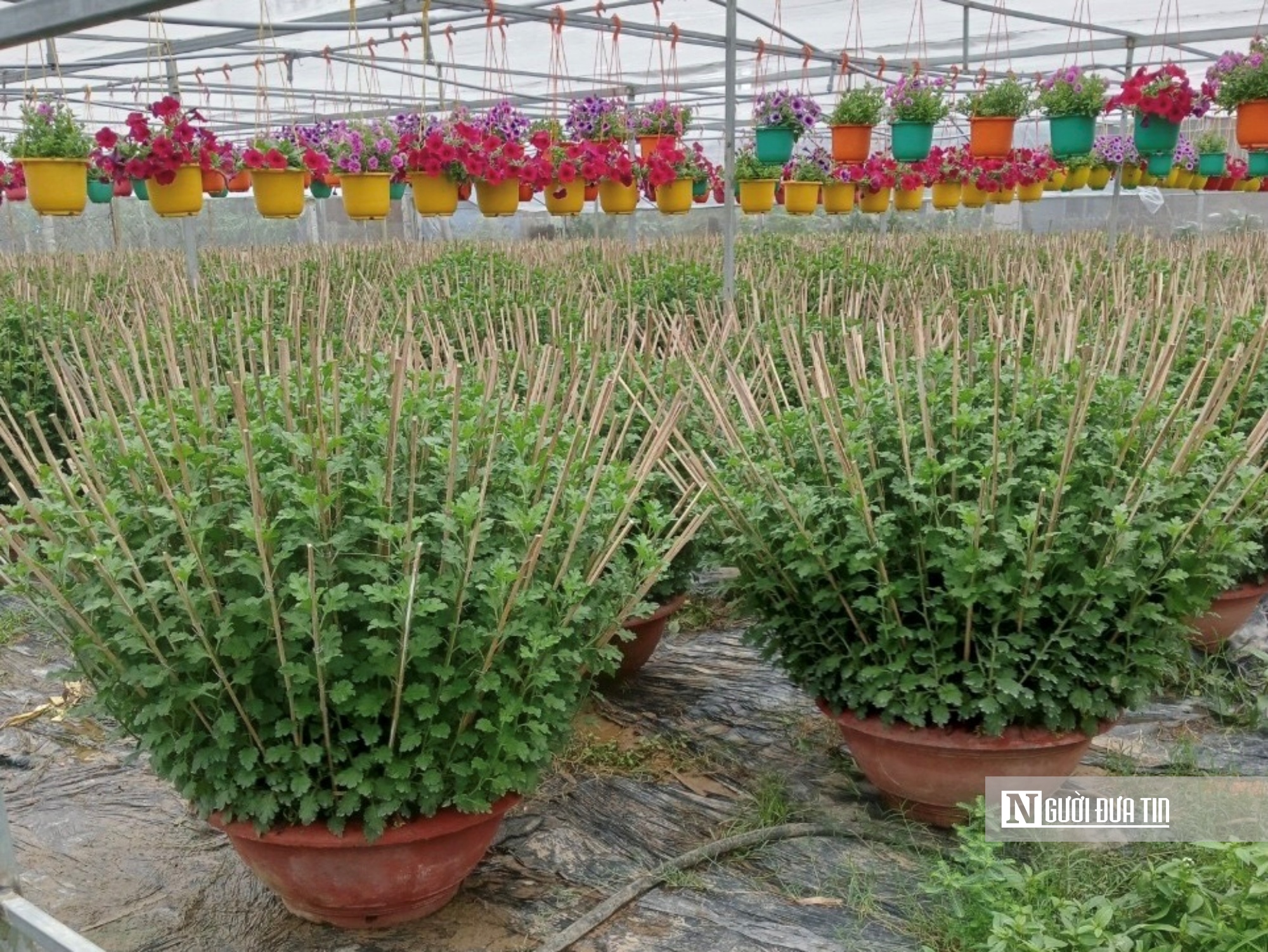 Từ đầu vụ, lo sợ sức mua giảm nên người trồng hoa cúc ở Bình Lâm điều chỉnh giảm số lượng, tập trung vào chăm hoa để cạnh tranh. Ảnh: Thu Dịu