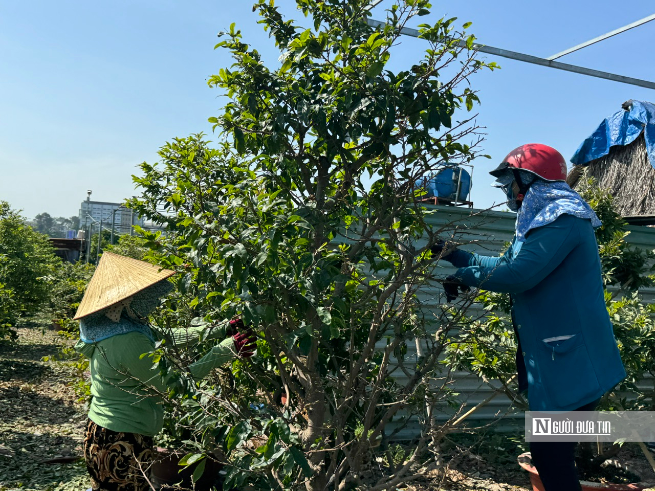 Nghề lạ dịp Tết: "Nhặt lá trả tiền", kiếm gần nửa triệu đồng mỗi ngày- Ảnh 2.