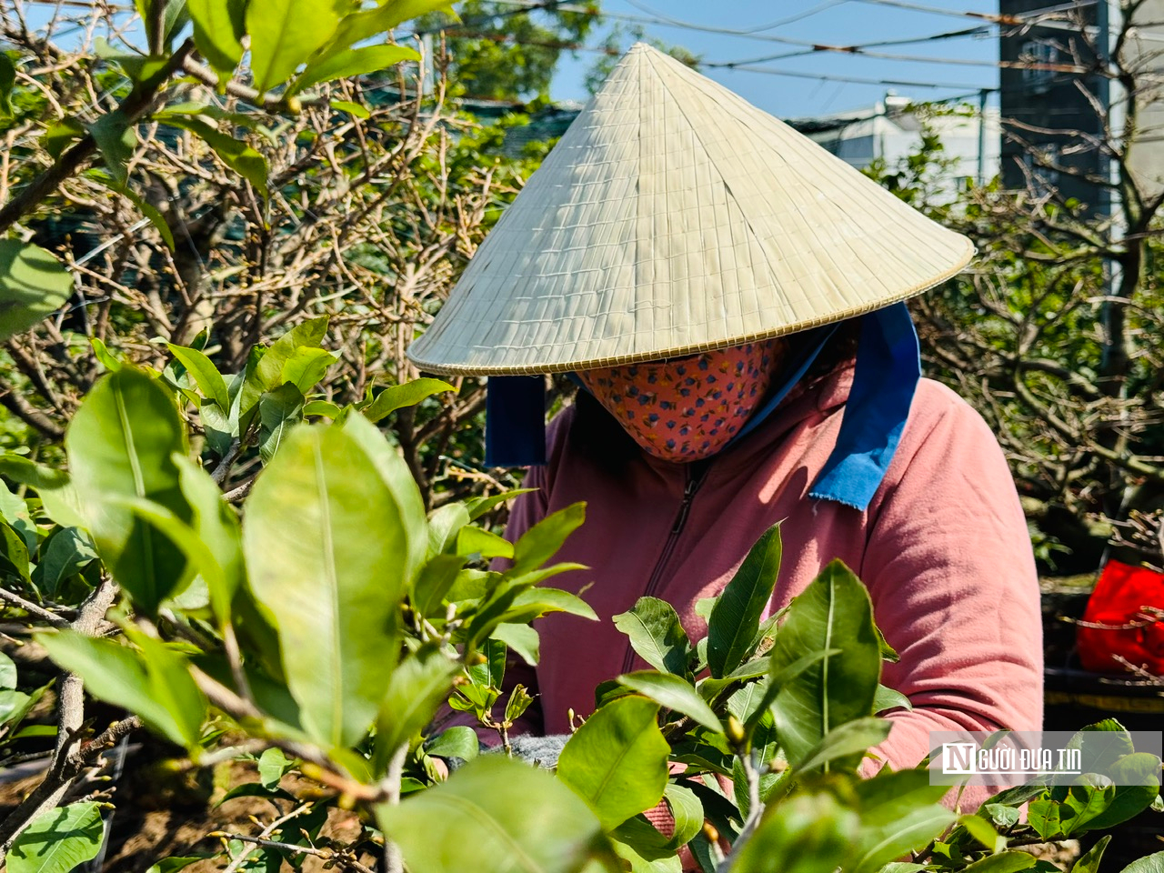 Nghề lạ dịp Tết: "Nhặt lá trả tiền", kiếm gần nửa triệu đồng mỗi ngày- Ảnh 4.