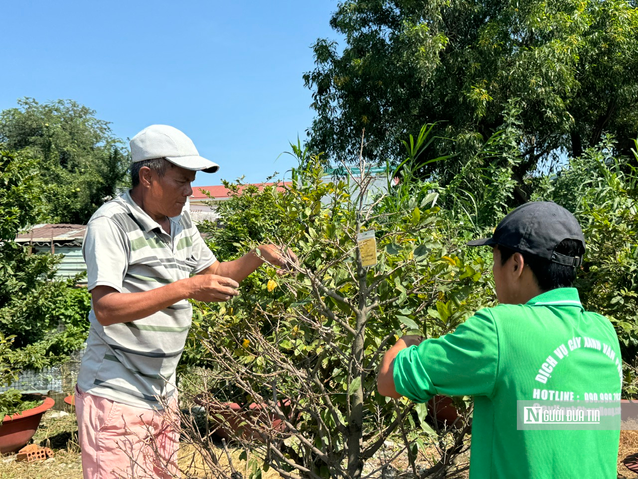 Nghề lạ dịp Tết: "Nhặt lá trả tiền", kiếm gần nửa triệu đồng mỗi ngày- Ảnh 5.