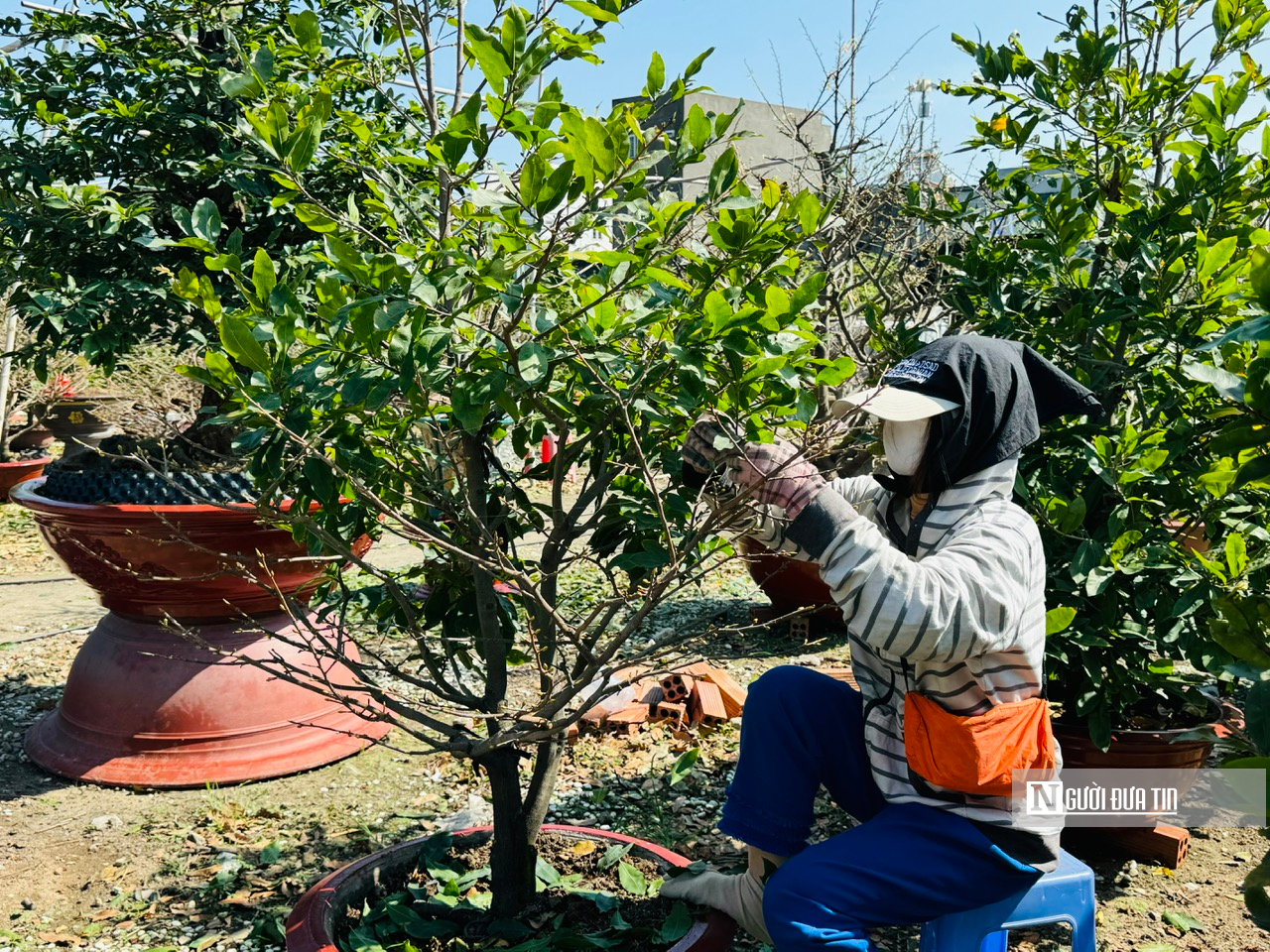 Nghề lạ dịp Tết: "Nhặt lá trả tiền", kiếm gần nửa triệu đồng mỗi ngày- Ảnh 18.