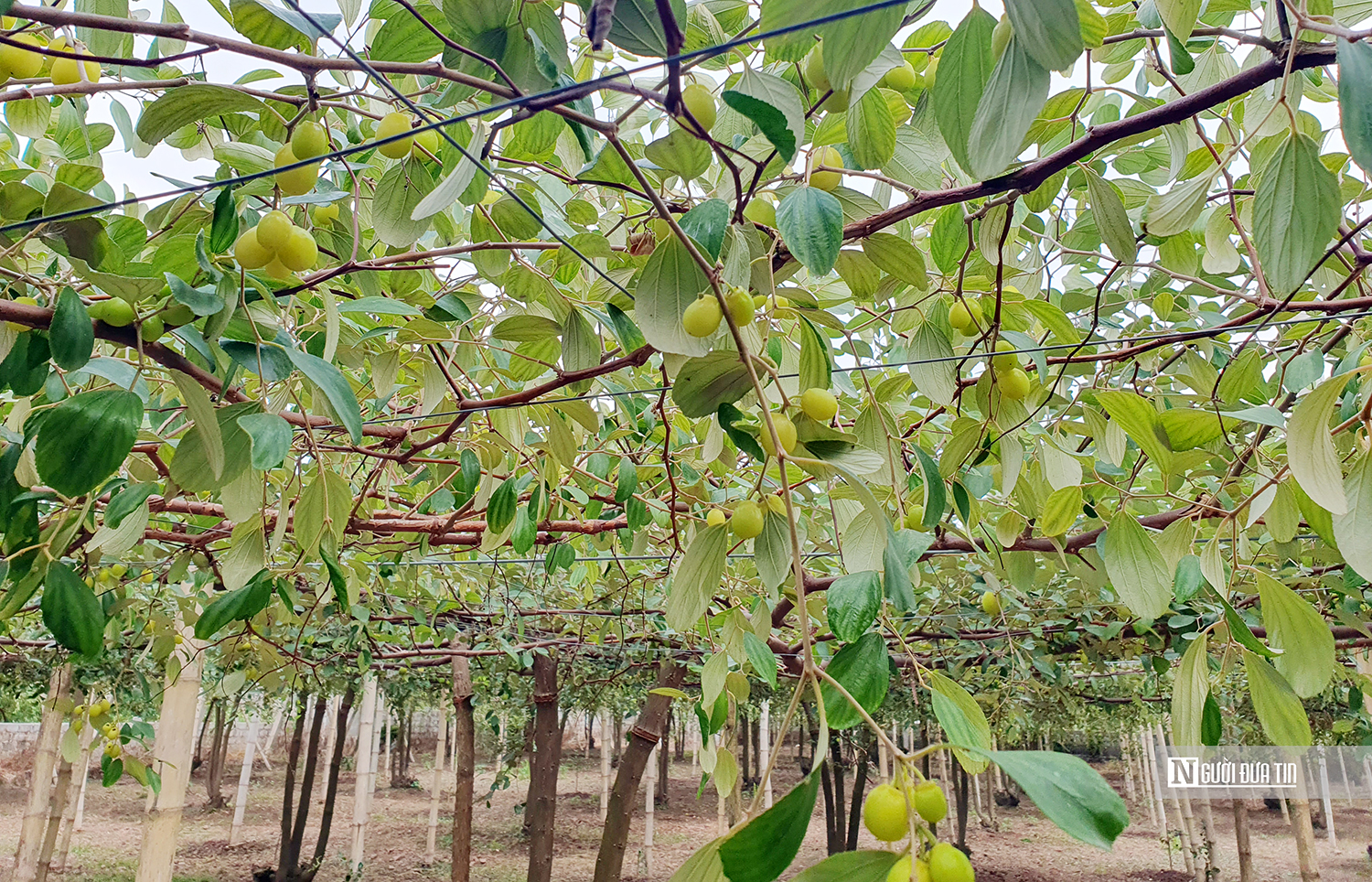 Hải Phòng: “Táo muối” Bàng La tăng giá gấp đôi vụ Tết - Ảnh 2.