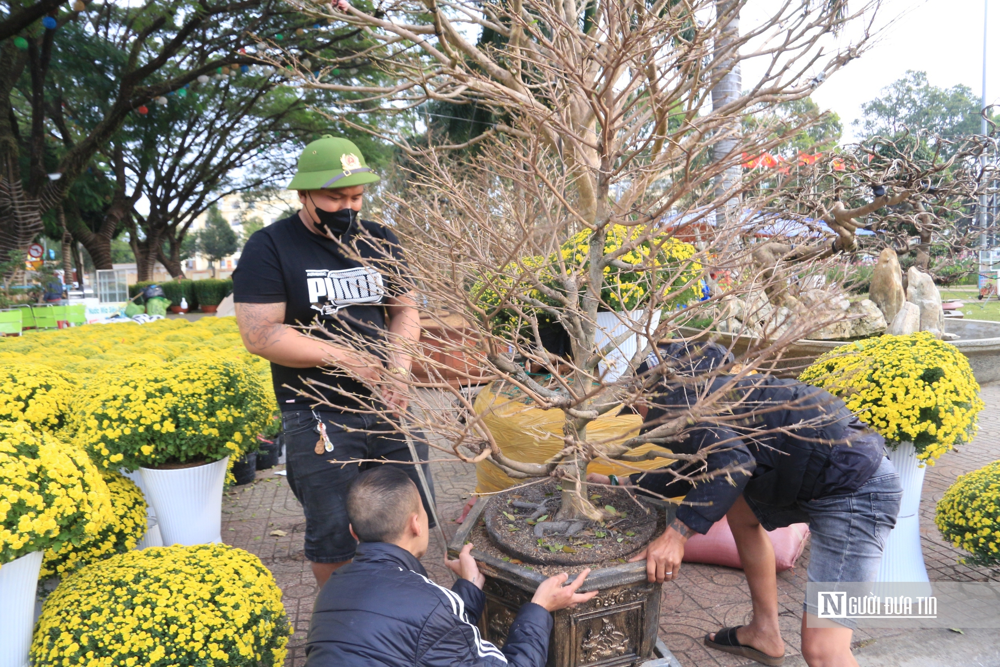 Hoa mai Tết khan hiếm, thương lái 