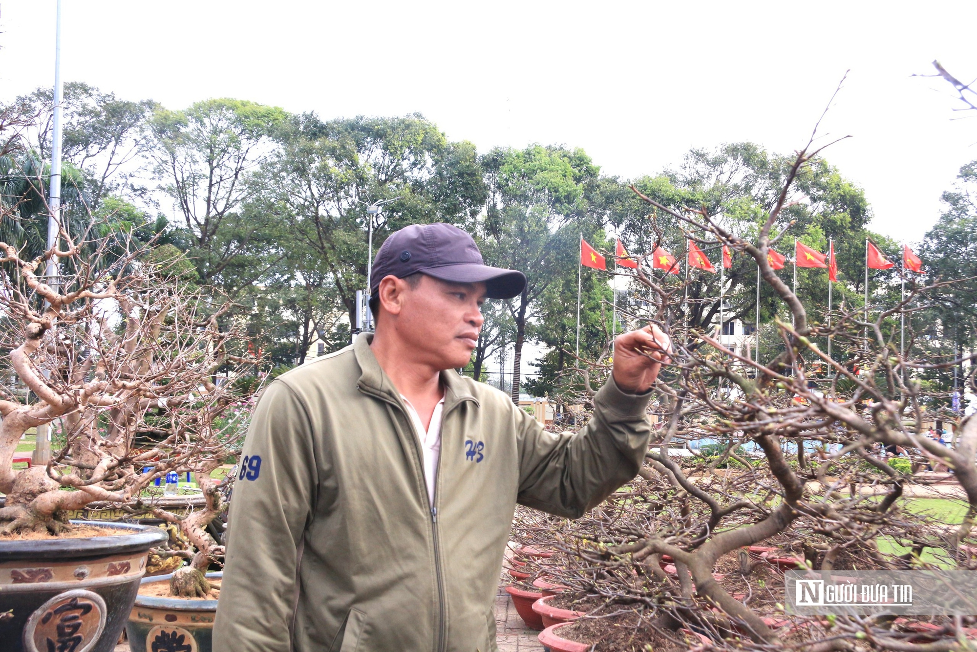 Hoa mai Tết khan hiếm, thương lái 