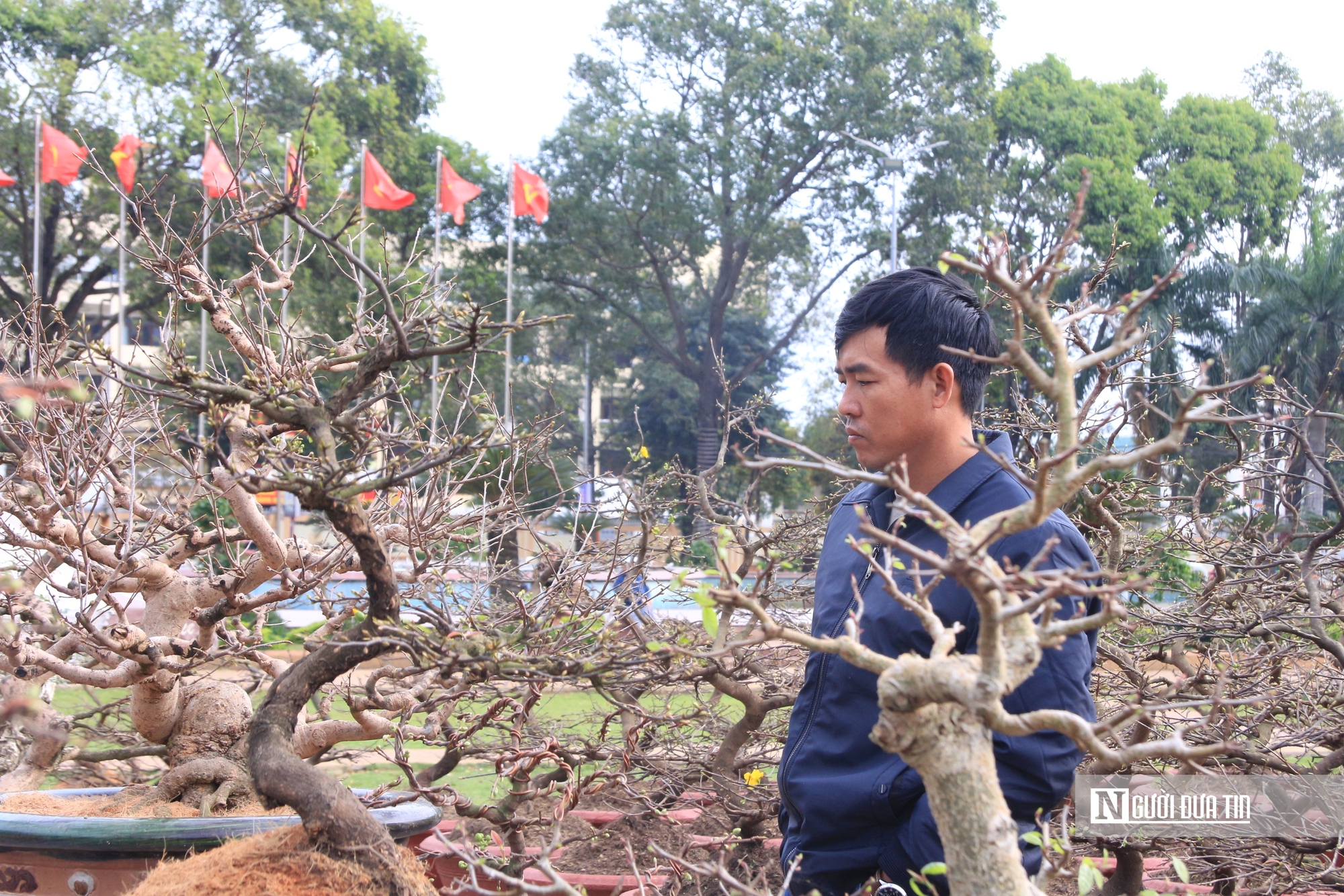 Hoa mai Tết khan hiếm, thương lái 