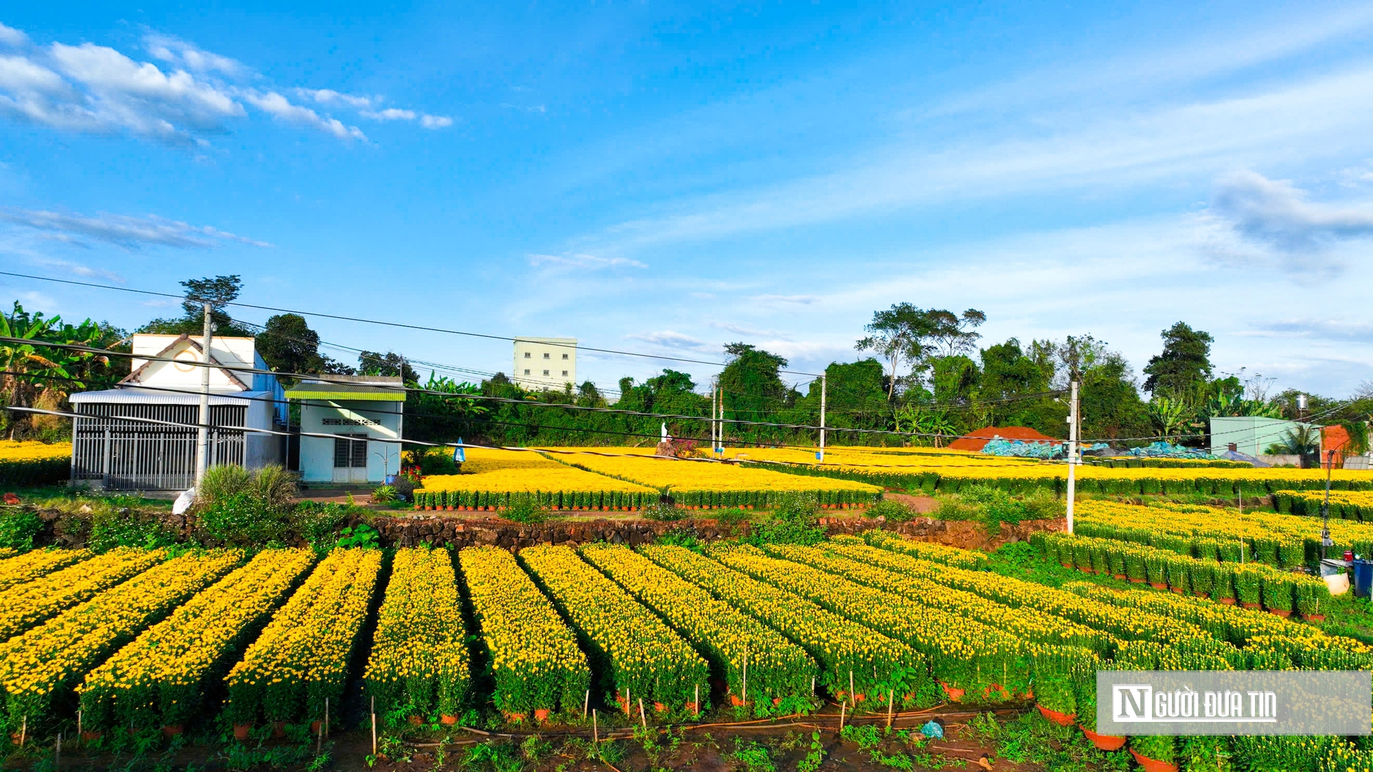 Cánh đồng hoa rực rỡ ở Đồng Nai nhộn nhịp thu hoạch- Ảnh 5.