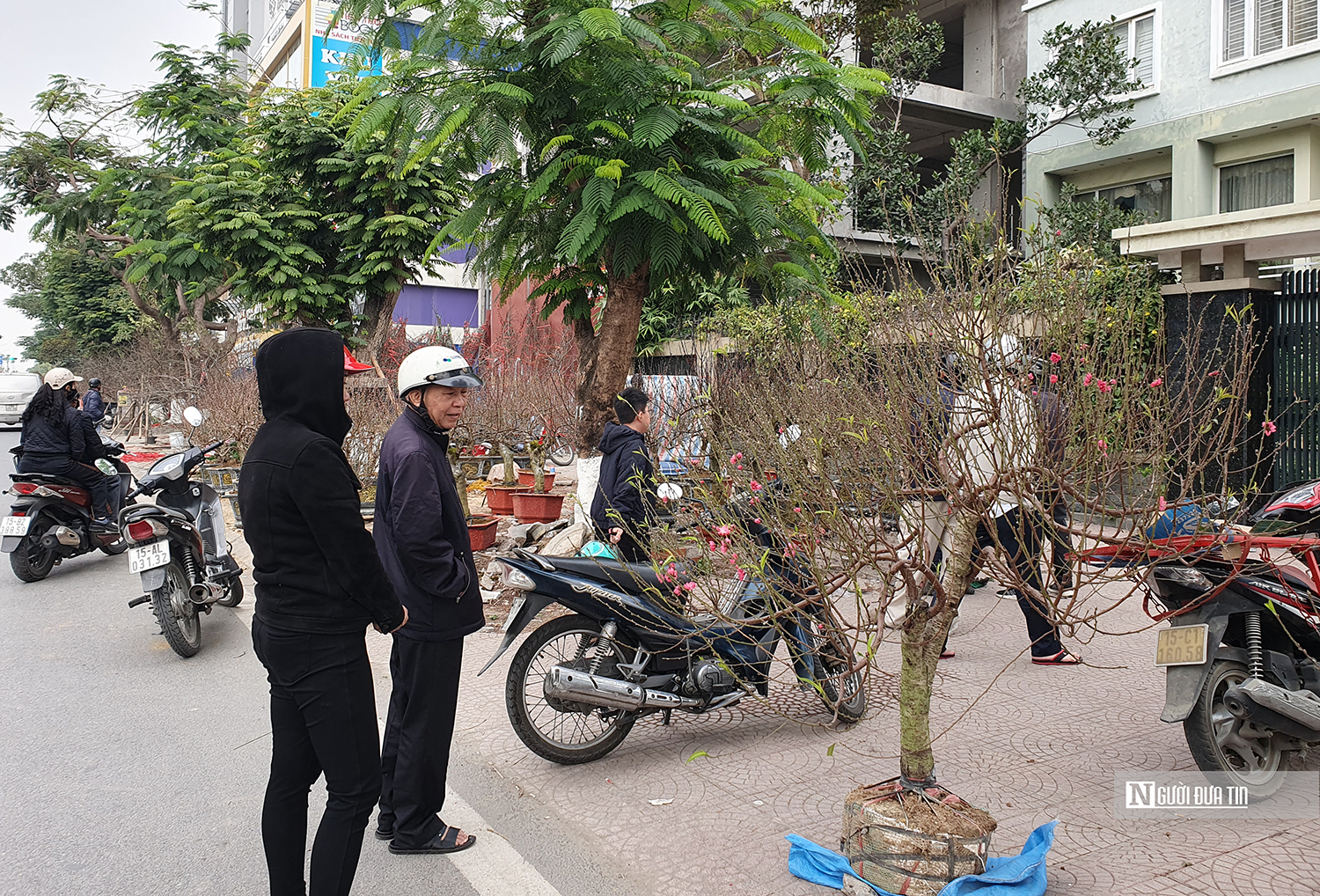 Đào đá “lên ngôi” tại chợ hoa Tết ở Hải Phòng- Ảnh 2.