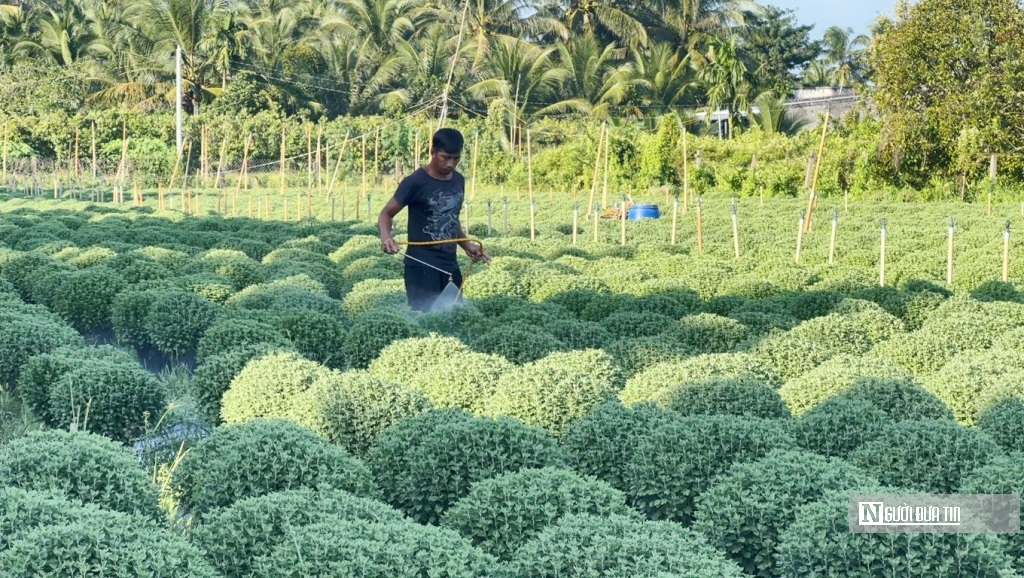 “Vương quốc hoa kiểng” miền Tây sẵn sàng hơn 10 triệu sản phẩm phục vụ thị trường Tết- Ảnh 1.