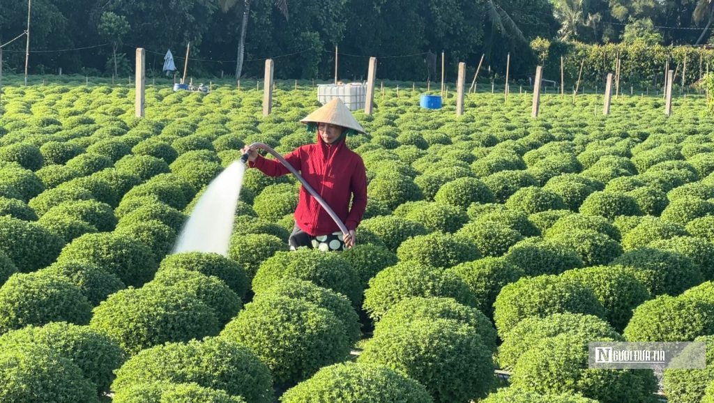 “Vương quốc hoa kiểng” miền Tây sẵn sàng hơn 10 triệu sản phẩm phục vụ thị trường Tết- Ảnh 2.