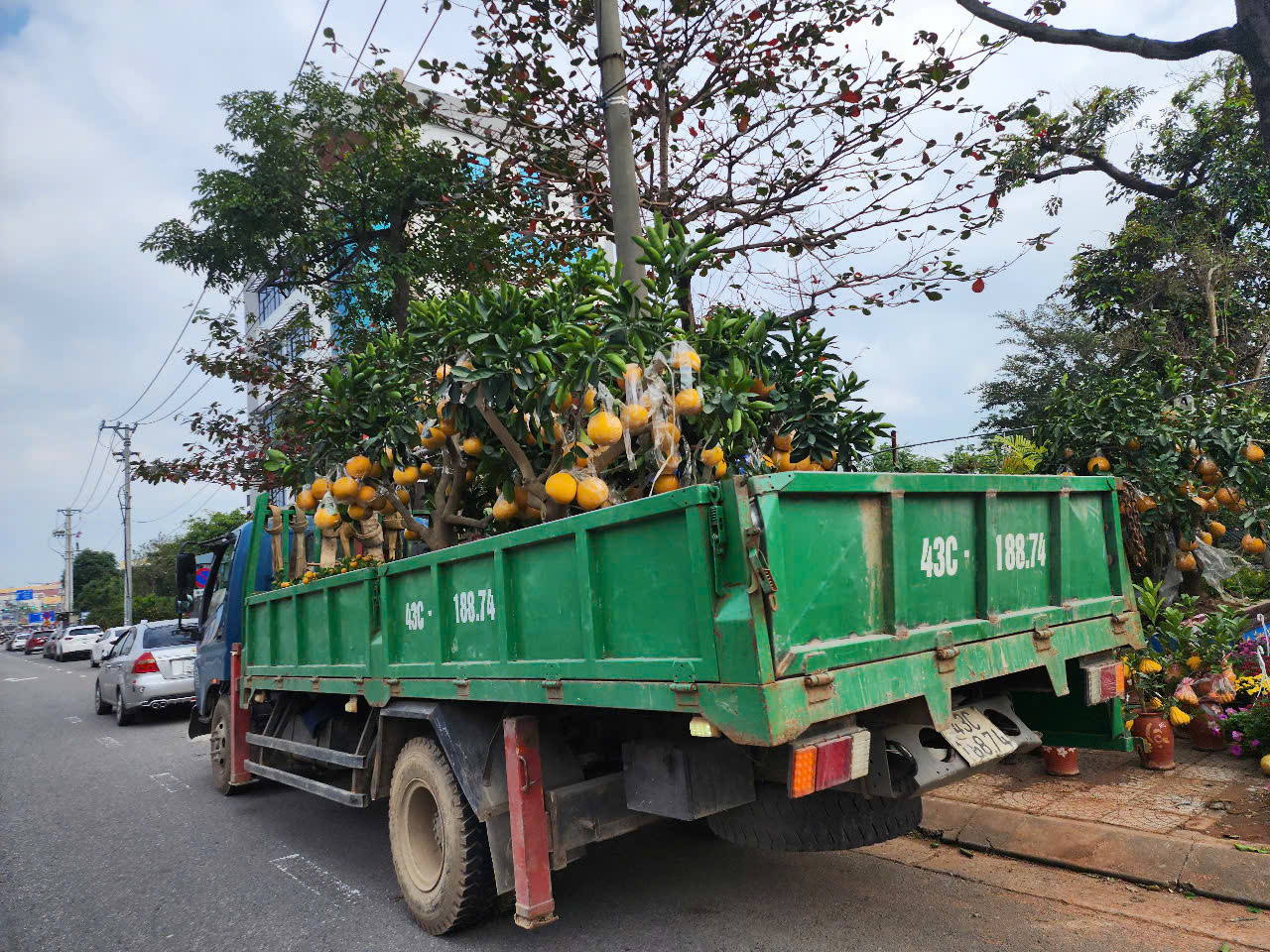 Các loại cây cảnh chuẩn bị đưa ra chưng bán Tết ở đường Nguyễn Hữu Thọ.