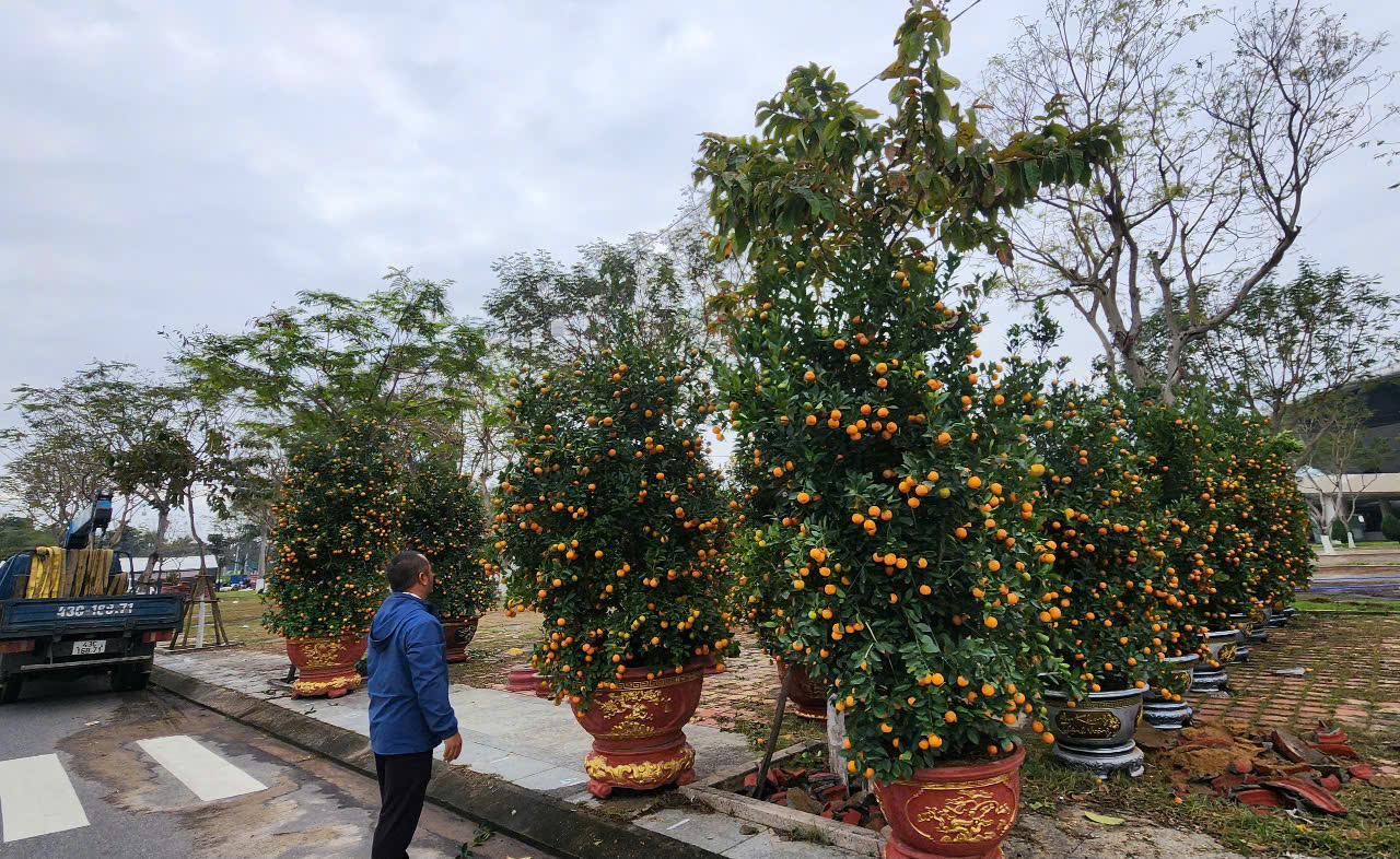 Quật cảnh năm nay phần lớn đẹp, trái nhiều hơn so với năm trước. Gía mỗi chậu dao động từ 1 đến vài triệu đồng.