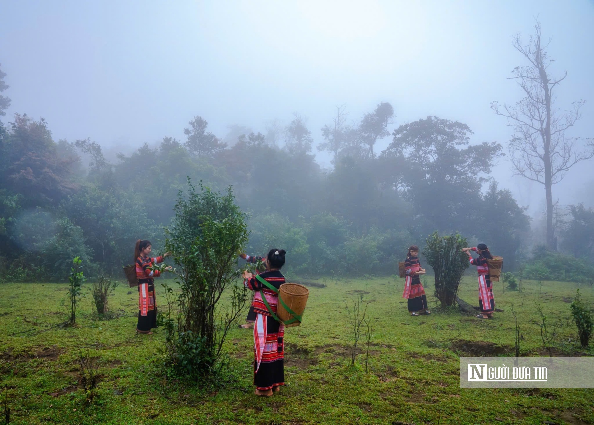 Người dân An Toàn tin rằng, trà cổ thụ ở vùng núi này có thể là trà khổ ngày xưa ở vùng núi Chúa. Ảnh: Dũng Nhân