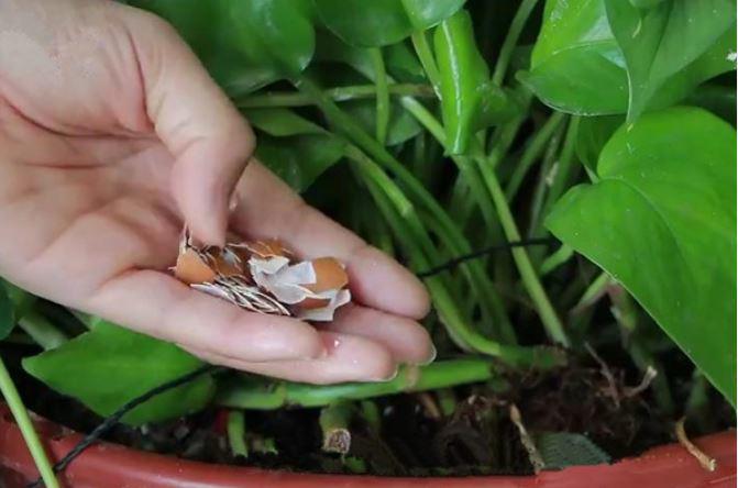 Lợi ích của việc rắc một nắm gạo vào chậu cây- Ảnh 3. Lợi ích của việc rắc một nắm gạo vào chậu cây- Ảnh 3.