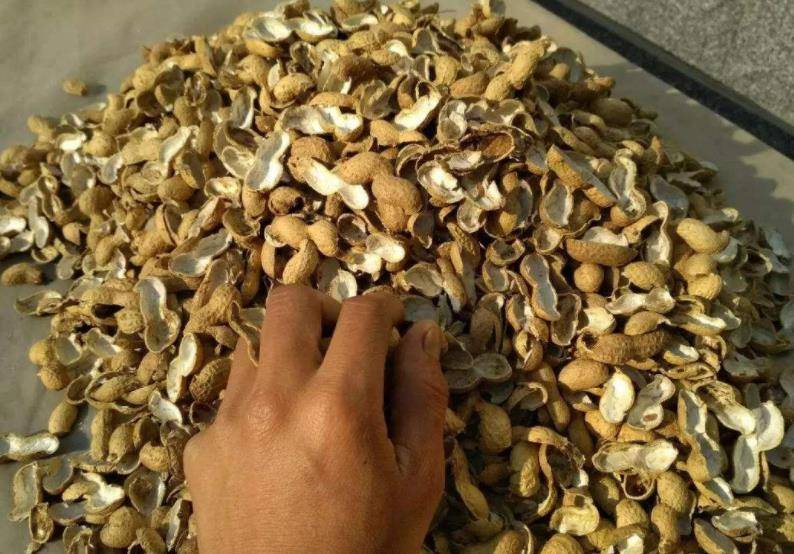 Lợi ích của việc rắc một nắm gạo vào chậu cây- Ảnh 4. Lợi ích của việc rắc một nắm gạo vào chậu cây- Ảnh 4.