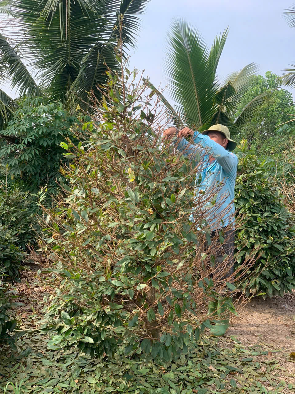 "Mỏ vàng" ngày Tết của nông dân làng mai Bình Lợi- Ảnh 3.