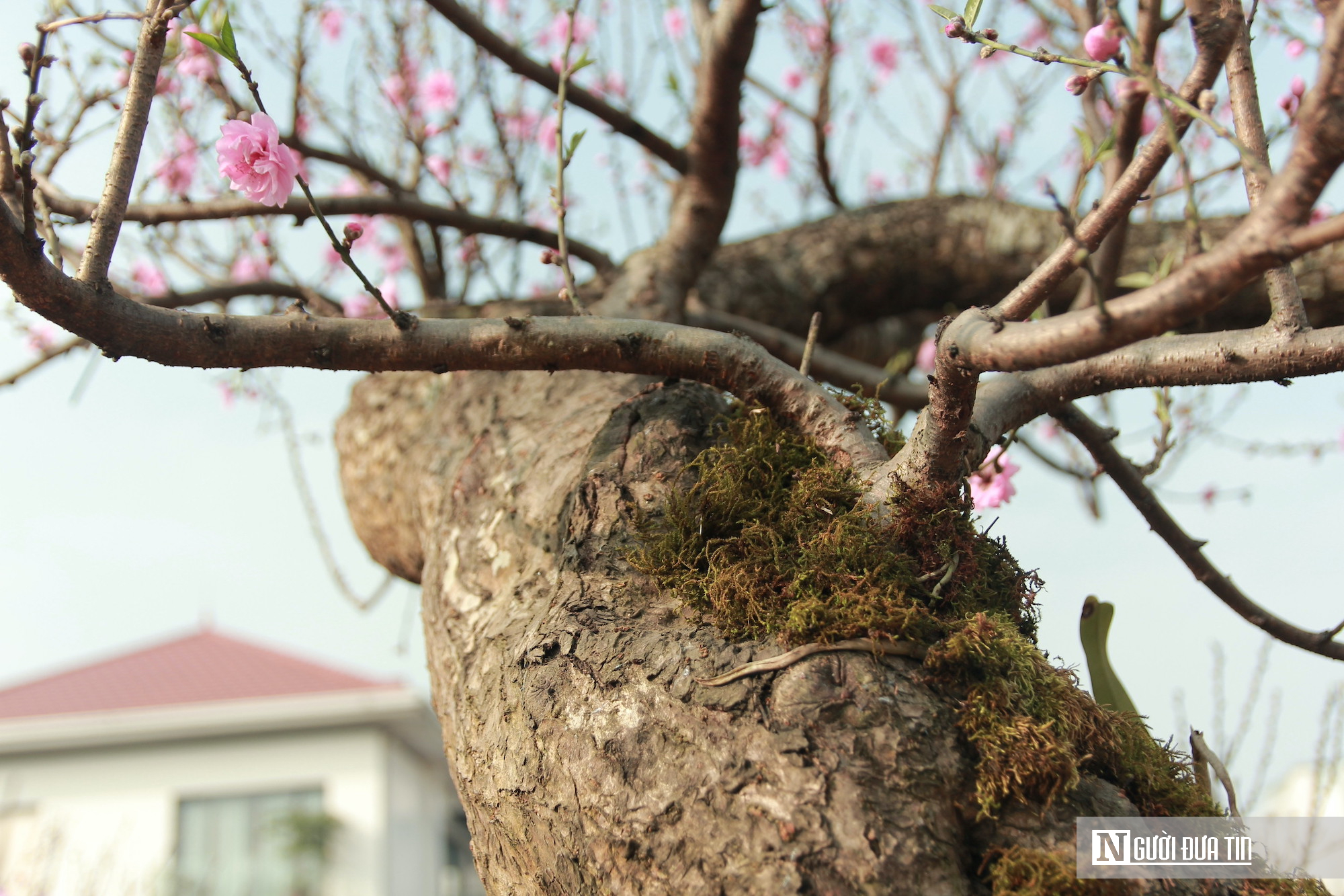 Hoa Tết tràn ngập, tiểu thương Nghệ An như ngồi trên đống lửa vì sức mua chậm- Ảnh 2.