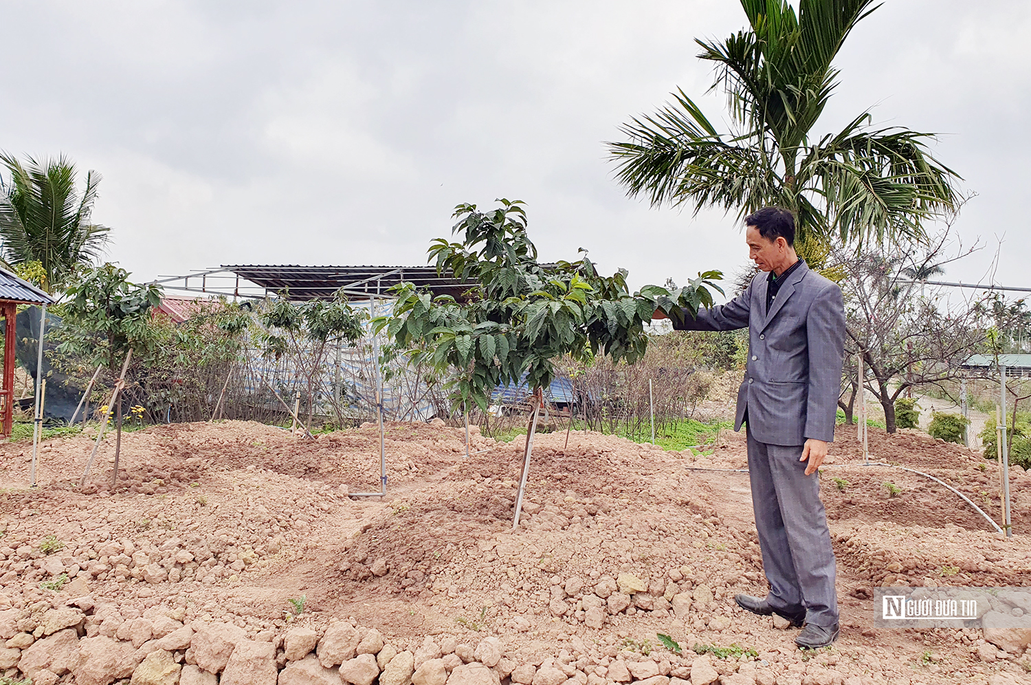 Hoa anh đào Nhật Bản “vượt bão” khoe sắc tại Hải Phòng- Ảnh 3.