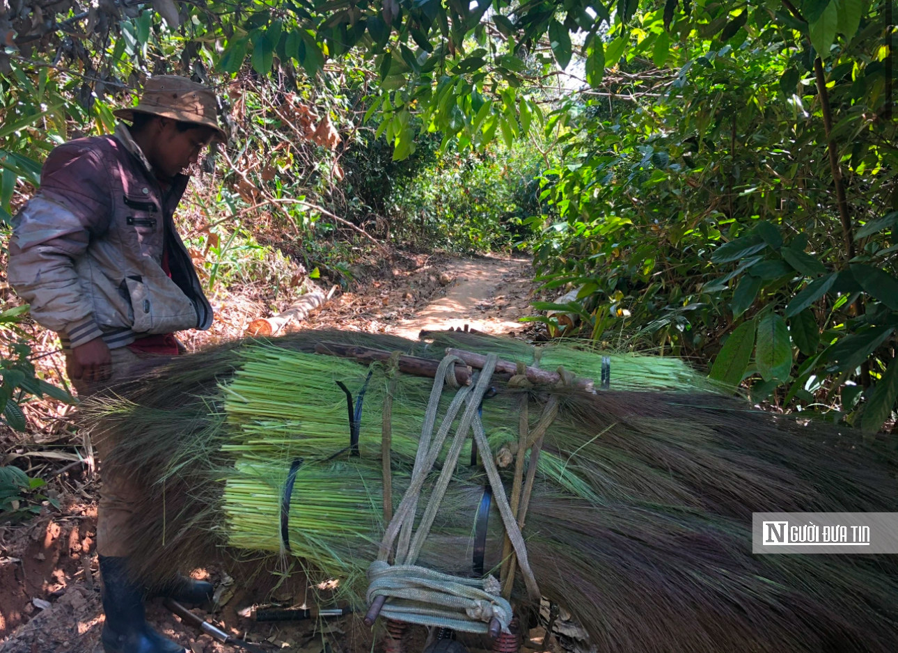 Lên núi săn “lộc trời” ngày giáp Tết- Ảnh 2.