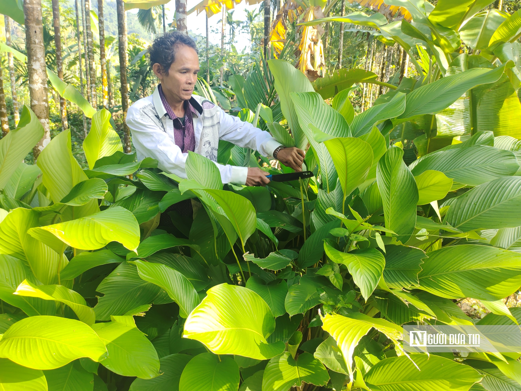 Ông Đinh Văn Dơ, ở thôn 2, xã An Quang tạm gác lại công việc nương rẫy vào rừng tìm hái lá dong về bán tết. Ảnh: Diệp Thị Diệu