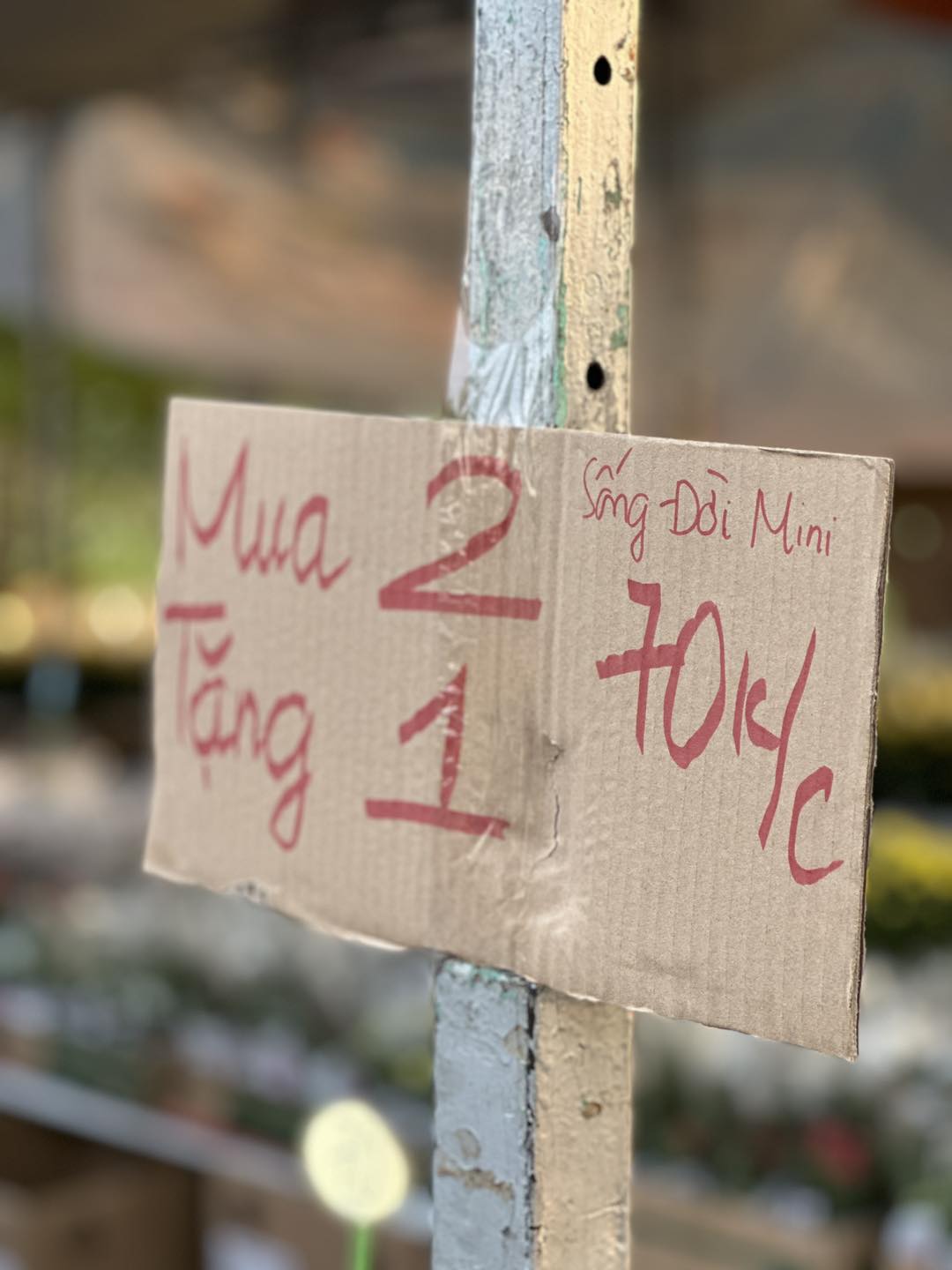 Tp.HCM: Xả hoa, cây cảnh để kịp về quê đón Tết- Ảnh 2. Tp.HCM: Xả hoa, cây cảnh để kịp về quê đón Tết- Ảnh 2.