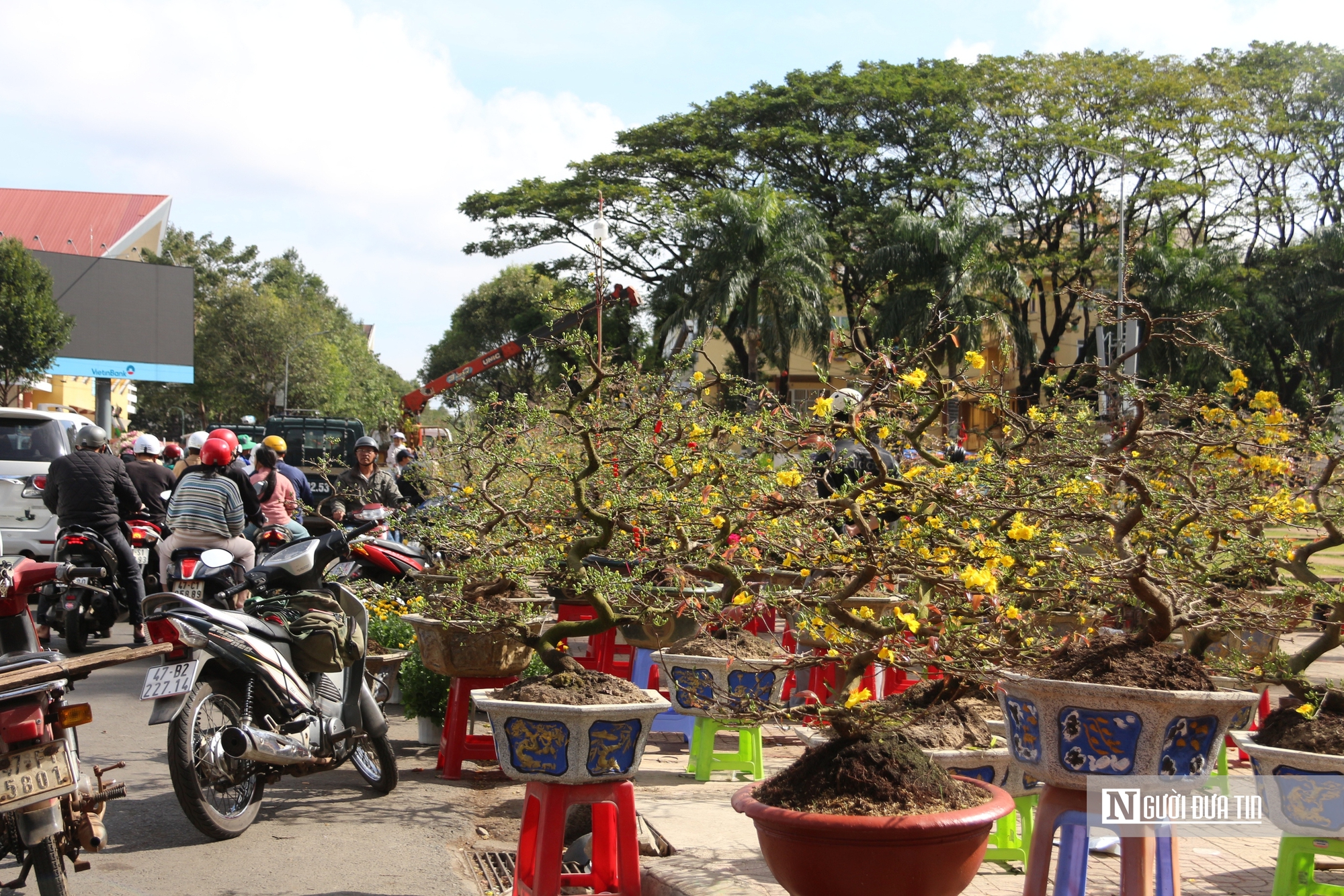 Đắk Lắk: 29 Tết, người bán mai méo mặt vì “xả hàng” vẫn không ai mua- Ảnh 2.