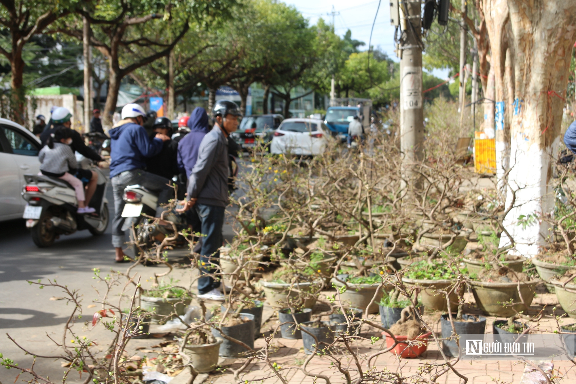 Đắk Lắk: 29 Tết, người bán mai méo mặt vì “xả hàng” vẫn không ai mua- Ảnh 5.