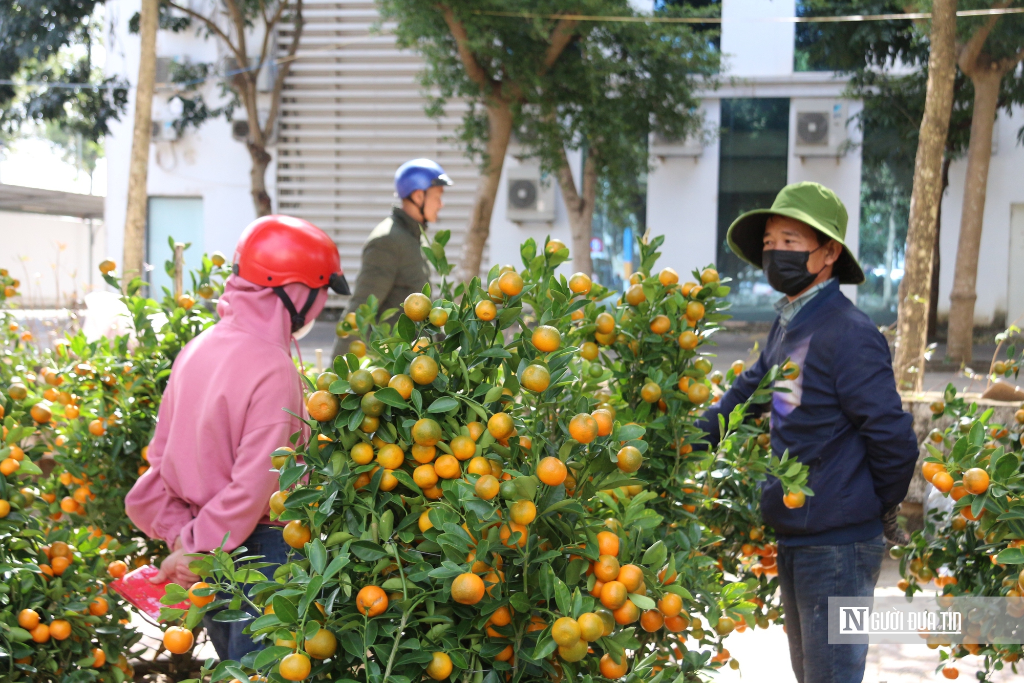 Đắk Lắk: 29 Tết, người bán mai méo mặt vì “xả hàng” vẫn không ai mua- Ảnh 13.