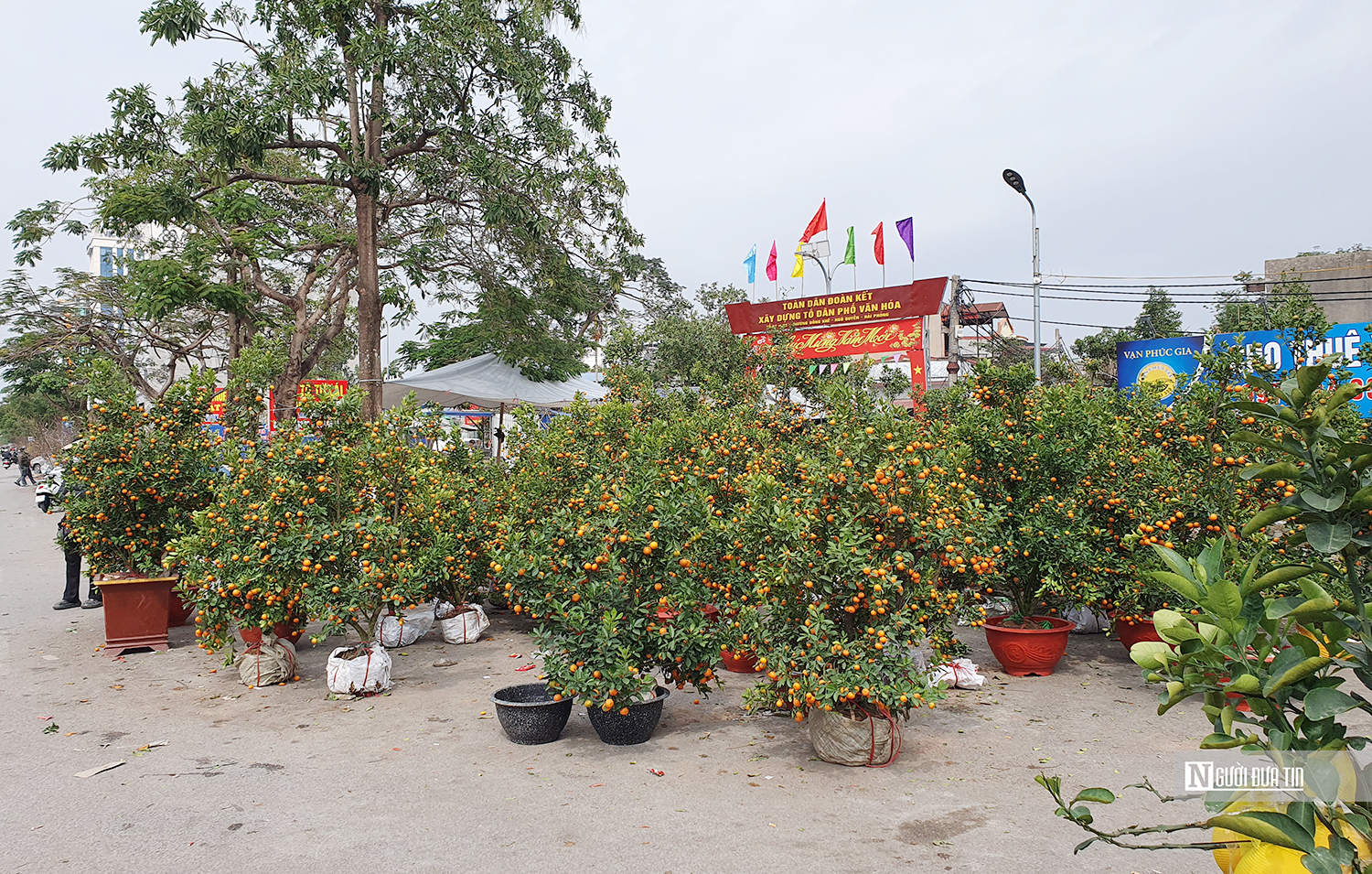 Thị trường hoa Tết ở Hải Phòng: Ế ẩm do cung vượt quá cầu- Ảnh 3.