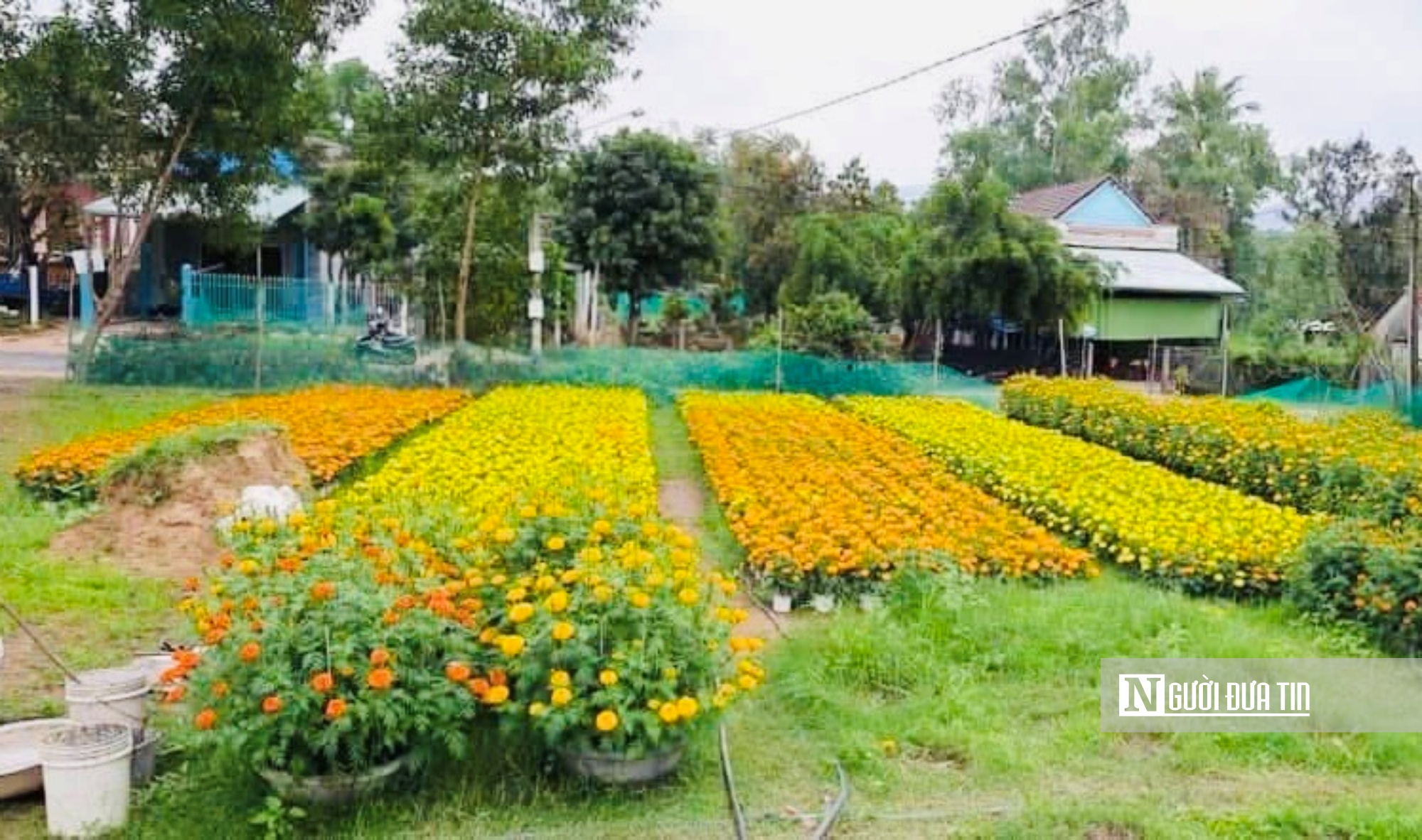 Ngập tràn cảnh sắc trên lối về những miền hoa Bình Định ngày Xuân- Ảnh 1.