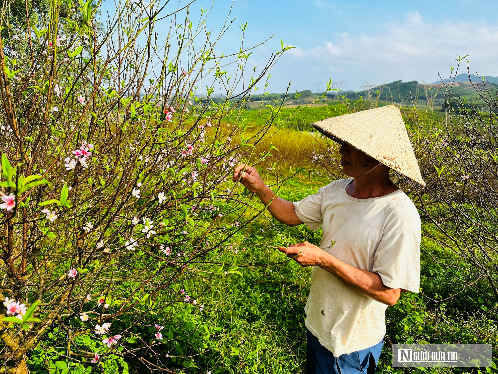 Nắng ấm cận Tết, người trồng đào "đứng ngồi không yên"- Ảnh 1.