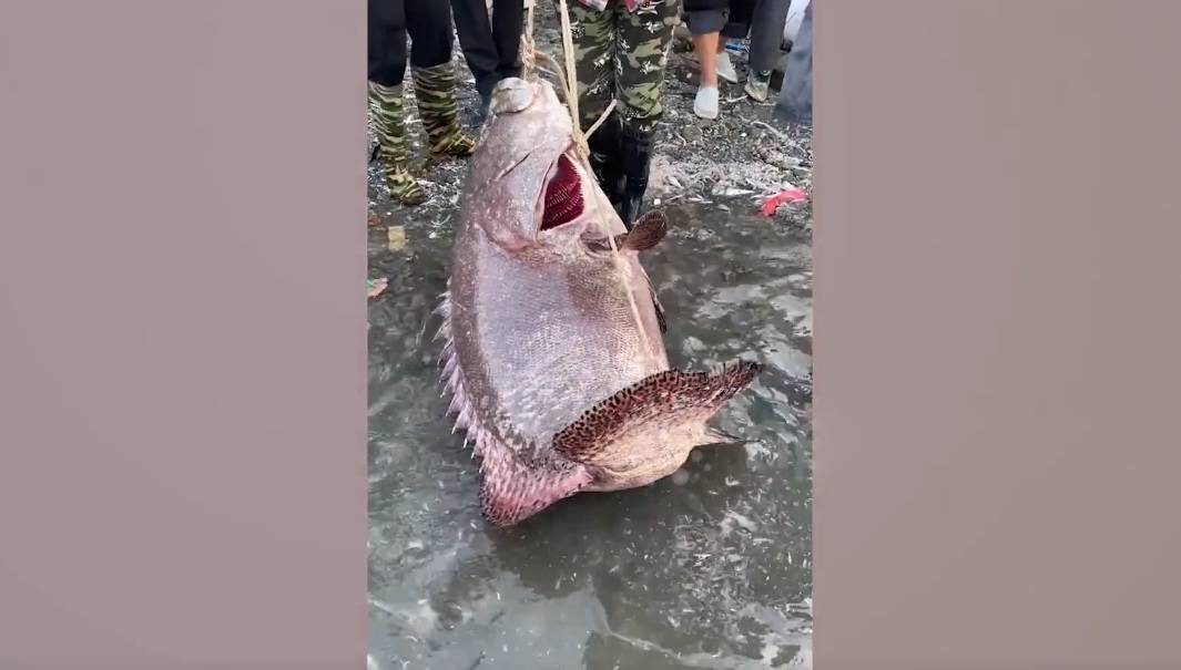 Ngư dân bắt được con cá mú khổng lồ nặng 102kg trên biển- Ảnh 1. Ngư dân bắt được con cá mú khổng lồ nặng 102kg trên biển- Ảnh 1.