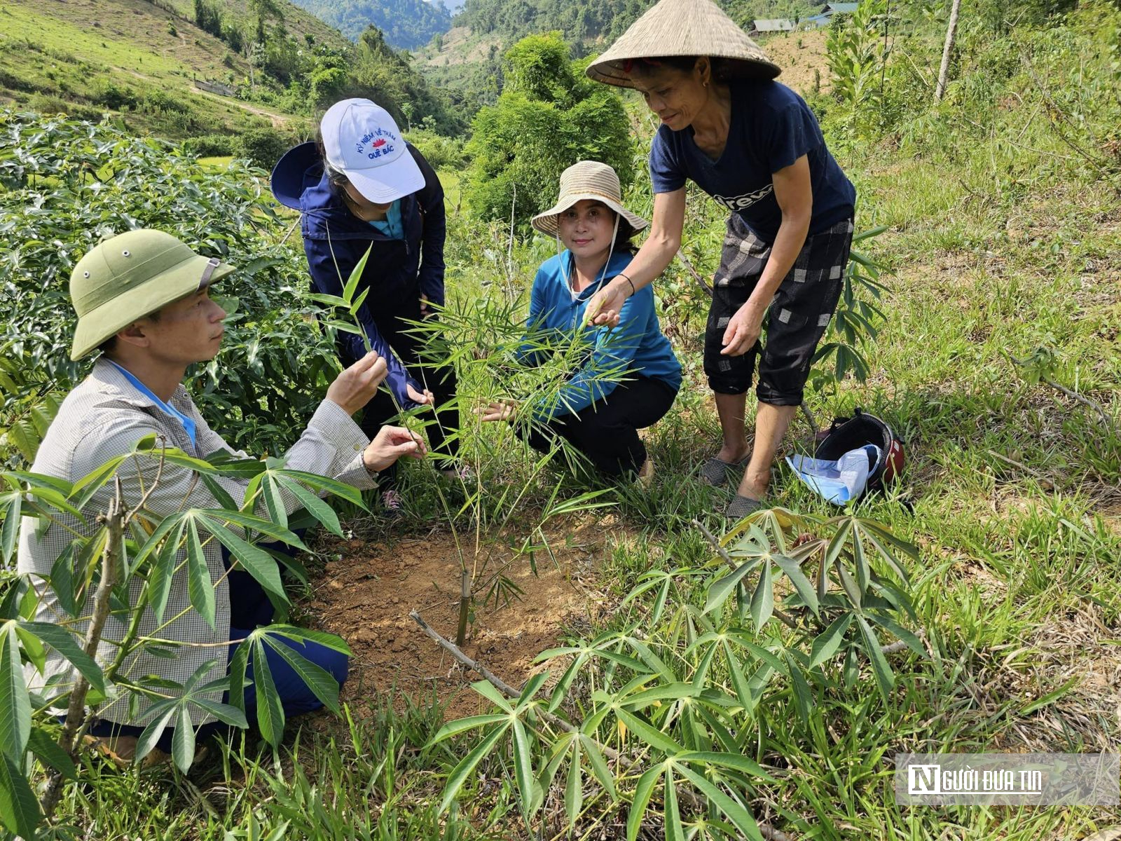 Làm giàu bền vững từ trồng mét ở huyện miền núi Nghệ An- Ảnh 2.