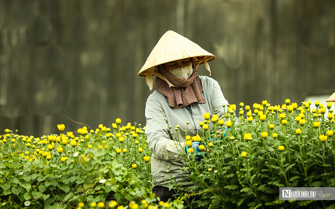 Những ngày tất bật ở "thủ phủ" hoa Tết Đồng Nai- Ảnh 4.