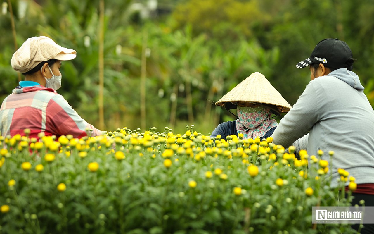 Những ngày tất bật ở "thủ phủ" hoa Tết Đồng Nai- Ảnh 6.