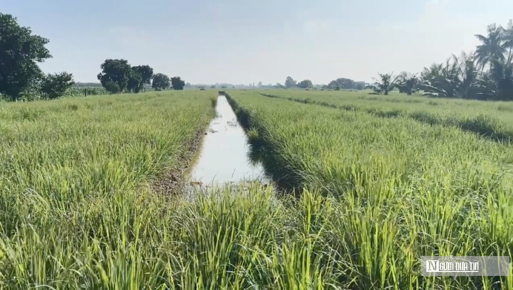 Nông dân huyện đảo Tiền Giang thoát nghèo nhờ loài cỏ công dụng "thần kỳ" với sức khỏe- Ảnh 1.