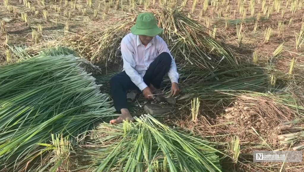 Nông dân huyện đảo Tiền Giang thoát nghèo nhờ loài cỏ công dụng "thần kỳ" với sức khỏe- Ảnh 2.