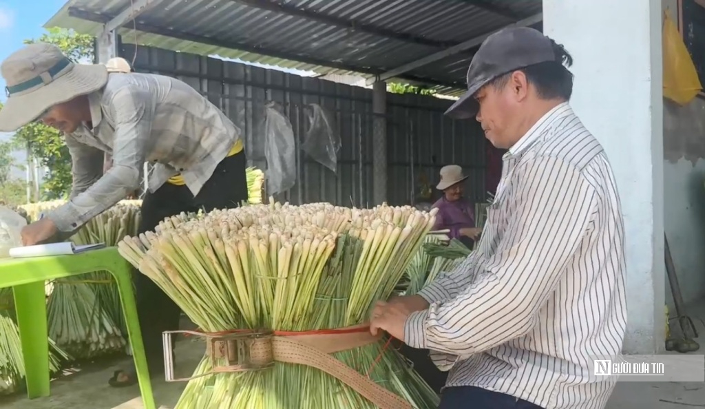 Nông dân huyện đảo Tiền Giang thoát nghèo nhờ loài cỏ công dụng "thần kỳ" với sức khỏe- Ảnh 3.