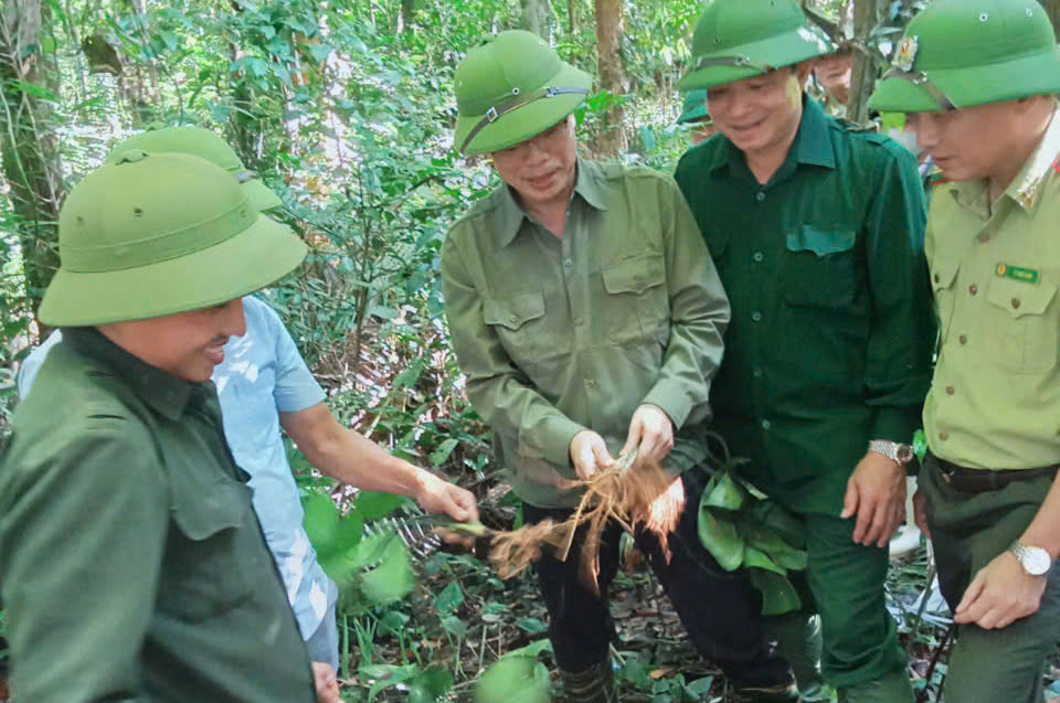 Trồng dược liệu dưới tán rừng, mở ra sinh kế cho người dân miền núi- Ảnh 2.