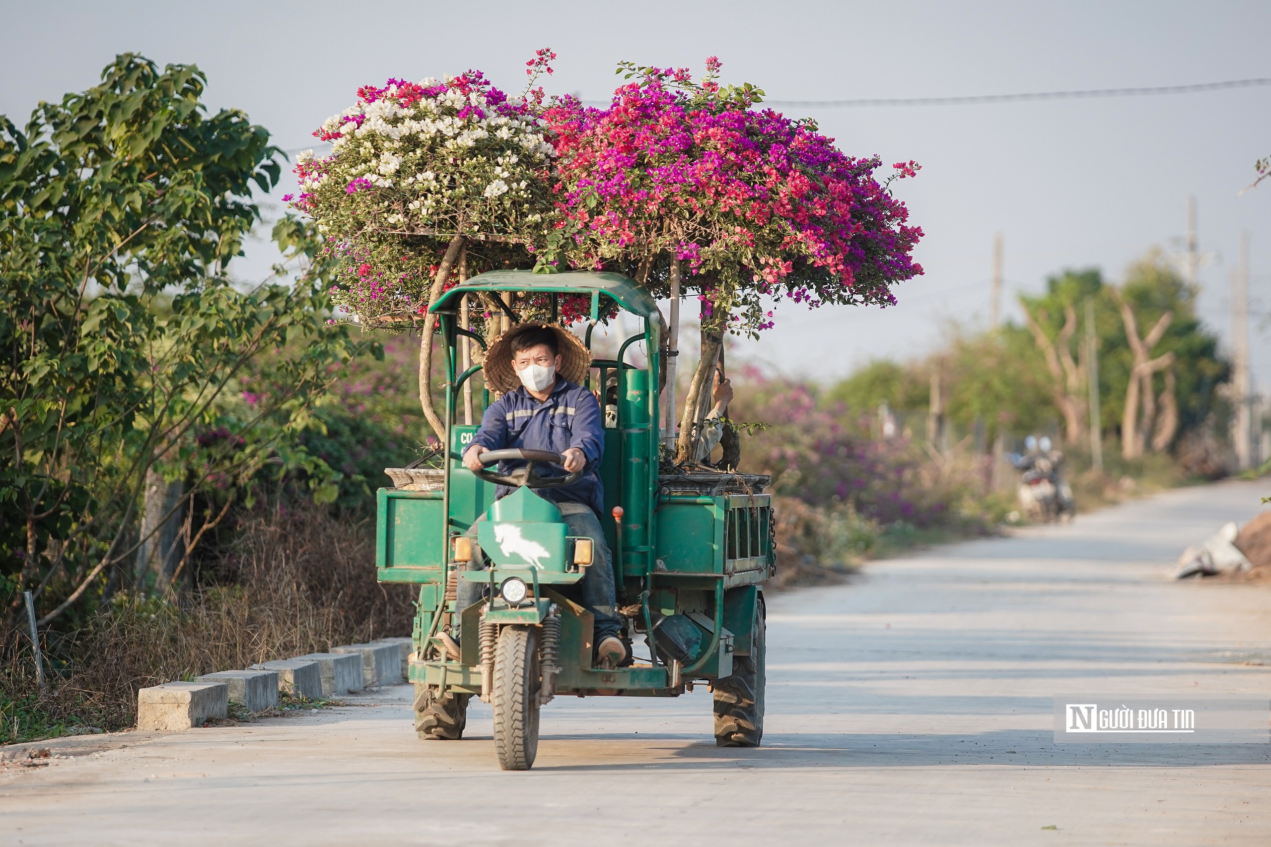 Gần Tết, thủ phủ hoa giấy miền Bắc rực rỡ khoe sắc- Ảnh 13.