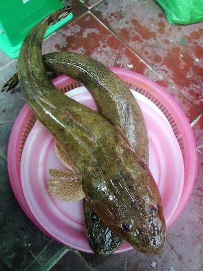 Loại cá "nhà nghèo" nhưng là đặc sản mang hương vị đậm đà được dân sành ăn săn lùng - Ảnh 1.