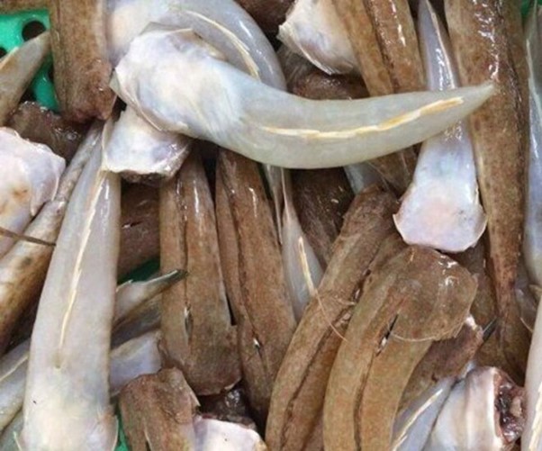 Loại cá "nhà nghèo" nhưng là đặc sản mang hương vị đậm đà được dân sành ăn săn lùng - Ảnh 2.