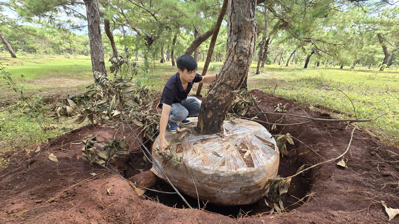 Rừng thông ở Đắk Đoa bị khai thác trái phép, Chủ tịch tỉnh Gia Lai chỉ đạo làm rõ- Ảnh 3.